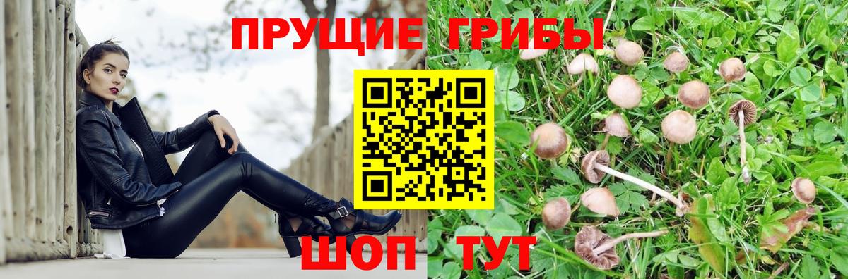 Псилоцибиновые грибы GOLDEN TEACHER Куйбышев